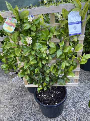 LEMON LEMONADE ESP 33CM