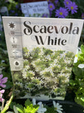 SCAEVOLA WHITE 14CM