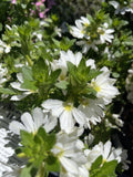 SCAEVOLA WHITE 14CM