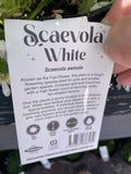 SCAEVOLA WHITE 14CM