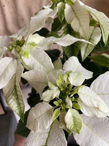 PRINCETTIA PURE WHITE 14CM