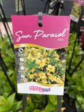 MANDEVILLA SUN PARASOL GOLD 18CM