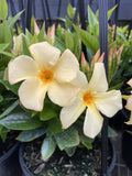 MANDEVILLA SUN PARASOL GOLD 18CM