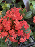 IXORA RED 14CM