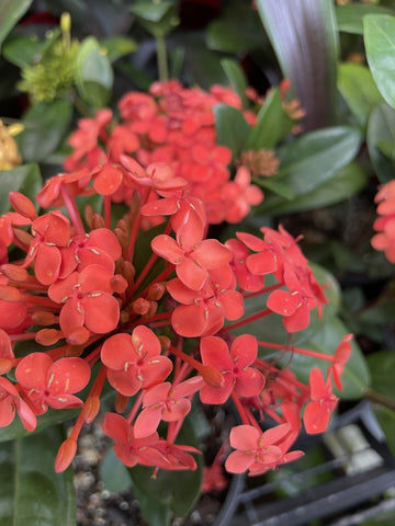 IXORA RED 14CM