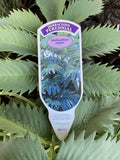 MELIANTHUS MAJOR 14CM