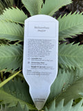 MELIANTHUS MAJOR 14CM