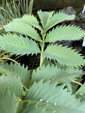 MELIANTHUS MAJOR 14CM