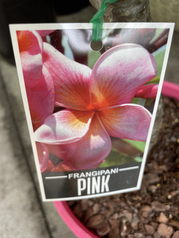 PLUMERIA PINK 14CM