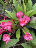 PLUMERIA CERISE 20CM