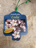 PLUMERIA LULU 20CM