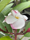PLUMERIA LULU 20CM
