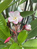 PLUMERIA LULU 20CM