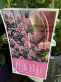 ESCALLONIA PINK ELLE 20CM