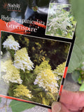 HYDRANGEA PANICULATA GREENSPIRE 30CM
