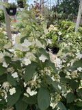 HYDRANGEA PANICULATA GREENSPIRE 30CM