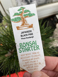 BONSAI JAPANESE BLACK PINE 