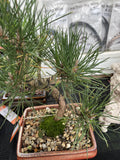 BONSAI JAPANESE BLACK PINE 