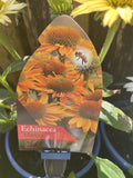 ECHINACEA SUN MAGIC VINTAGE MANGO 18CM