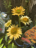 ECHINACEA SUN MAGIC VINTAGE MANGO 18CM