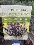 EUPHORBIA MINERS MERLOT 14CM