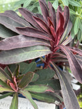 EUPHORBIA MINERS MERLOT 14CM