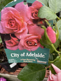 ROSE CITY OF ADELAIDE 20CM
