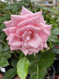 ROSE CITY OF ADELAIDE 20CM