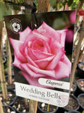 ROSE STANDARD WEDDING BELLS 3FT 20CM