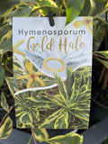 HYMENOSPORUM FLAVUM VARIEGATED GOLD HALO 14CM
