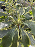 HYMENOSPORUM FLAVUM VARIEGATED GOLD HALO 14CM