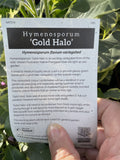 HYMENOSPORUM FLAVUM VARIEGATED GOLD HALO 14CM