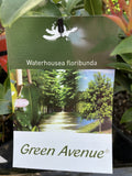 WATERHOUSIA GREEN AVENUE 14CM