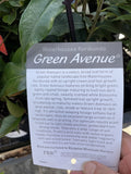WATERHOUSIA GREEN AVENUE 14CM