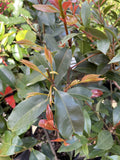 WATERHOUSIA GREEN AVENUE 14CM