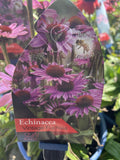 ECHINACEA SUN MAGIC VINTAGE FUCHSIA 18CM