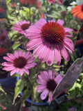 ECHINACEA SUN MAGIC VINTAGE FUCHSIA 18CM
