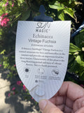 ECHINACEA SUN MAGIC VINTAGE FUCHSIA 18CM