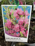 MELALEUCA THYMIFOLIA 14CM