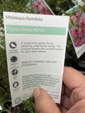 MELALEUCA THYMIFOLIA 14CM