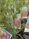 MELALEUCA THYMIFOLIA 14CM