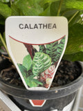 CALATHEA MUSAICA NETWORK 18CM