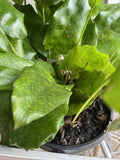 CALATHEA MUSAICA NETWORK 18CM