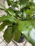CALATHEA MUSAICA NETWORK 18CM