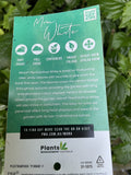PLECTRANTHUS MONA® WHITE 20CM