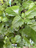 PLECTRANTHUS MONA® WHITE 20CM