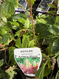 ASTILBE ASTARY ROSE 14CM