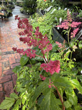 ASTILBE ASTARY ROSE 14CM