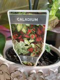 CALADIUM PURPLE LIGHT 14CM