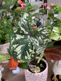 CALADIUM PURPLE LIGHT 14CM